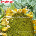new crop sunflower seeds 5009 for human consumption